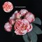 Pink Peonies Artificial Flowers 2 Bouquets Vintage Fake Peonies 14pcs Heads Silk Flowers with Stems for Wedding Decoration Bride Bouquet Faux Flowers Crafts Floral Arrangement